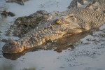 crocodil - Crocodile Mâle (13 ans)